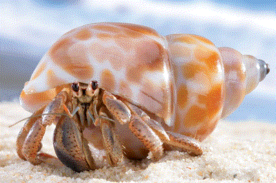 Hermit-crab