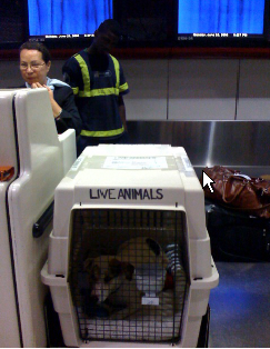 Lucky at airport Lucky at airport
