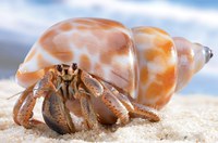 cute hermit-crab photo